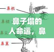 星座运势下的个性解读，鼻子塌的人命运展望