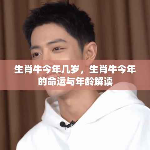 生肖牛今年命运与年龄解读，揭秘生肖牛的年龄与运势表现