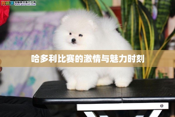 哈多利比赛的激情与魅力时刻